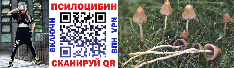где можно купить   Фрязино  Галлюциногенные грибы Psilocybine cubensis 