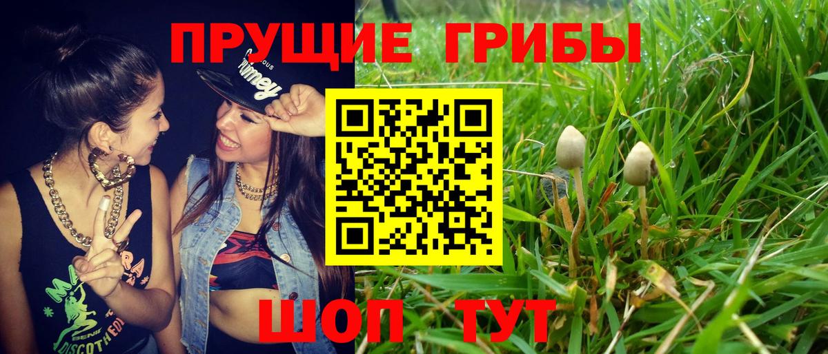 купить наркотики сайты  Вход с VPN  Фрязино  Галлюциногенные грибы мицелий 